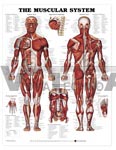 The Muscular System Anatomical Chart